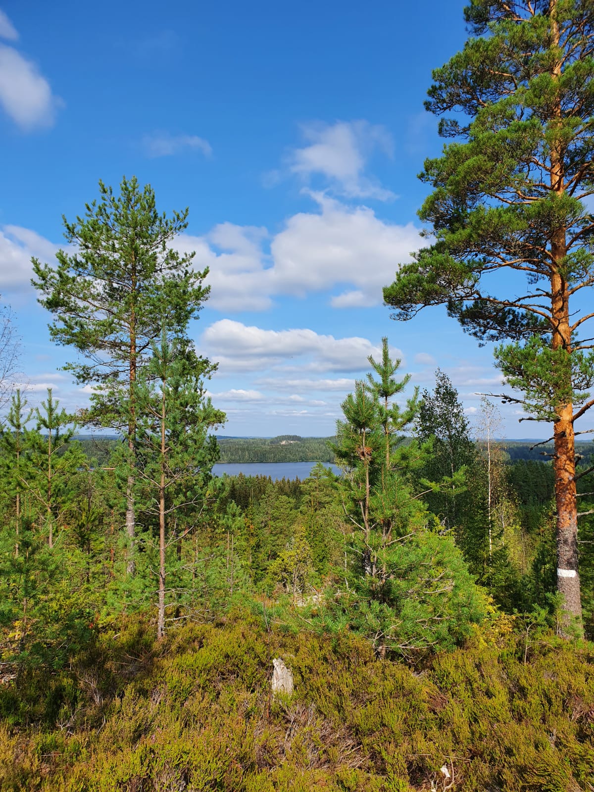 Tornimäen reitin maisema.