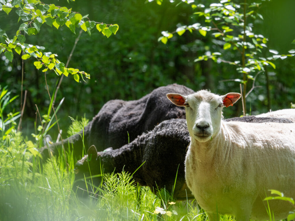 Kaksi mustaa ja yksi valkoinen lammas Heinolan koskensaaressa