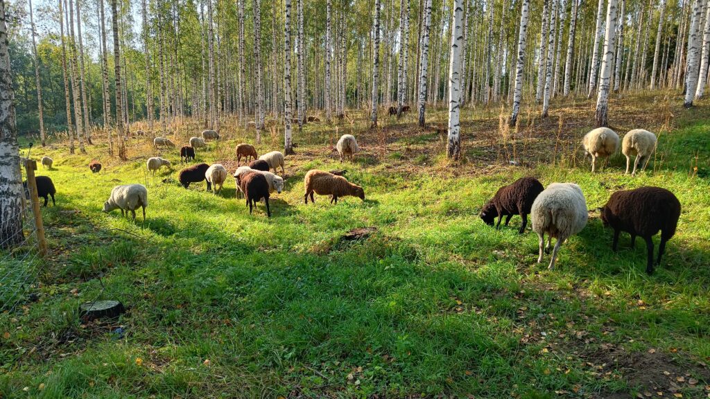 Paason niityllä noin 20 lammasta laiduntamassa taustana koivikko ja auringon säteet.