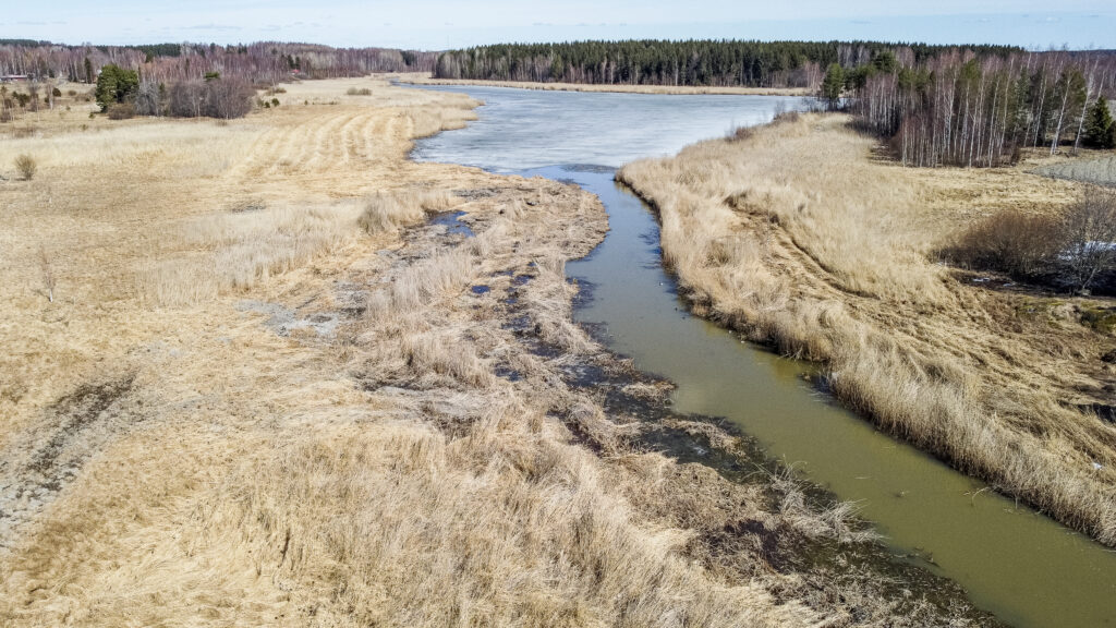 Kuvassa kevättalvinen Antialanlahti, ruskeaa järviruokoa ja etualalla ruovikkoon ruopattu väylä