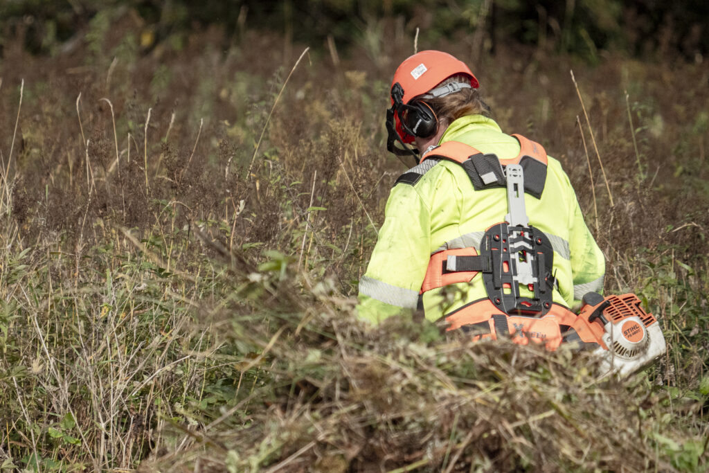 Kuvassa huomioasuinen mies raivaa pitkäksi kasvanutta kasvillisuutta Stihl-merkkisellä raivaussahalla.