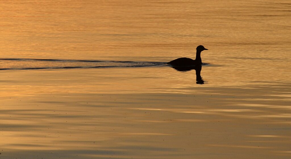 Vesilintu ui auringonlaskussa, lintu näkyy tummana siluettina oranssin värisessä vedessä.