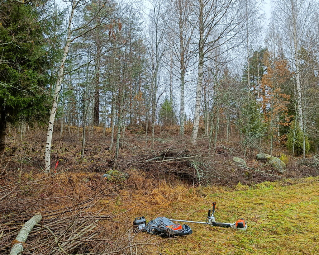 Kuva raivatusta pusikosta, risukasoja pellon nurkassa, pellolla raivaussaha ja tarvikkeita