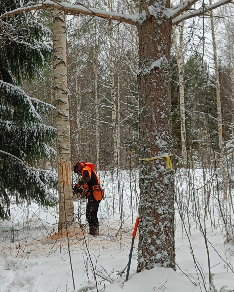 Metsuriasuinen mies kuorii pystyssä olevasta koivusta kaarnaa moottorisahalla talvella, kuvan etualla mänty jota vasten nojaa kaatorauta