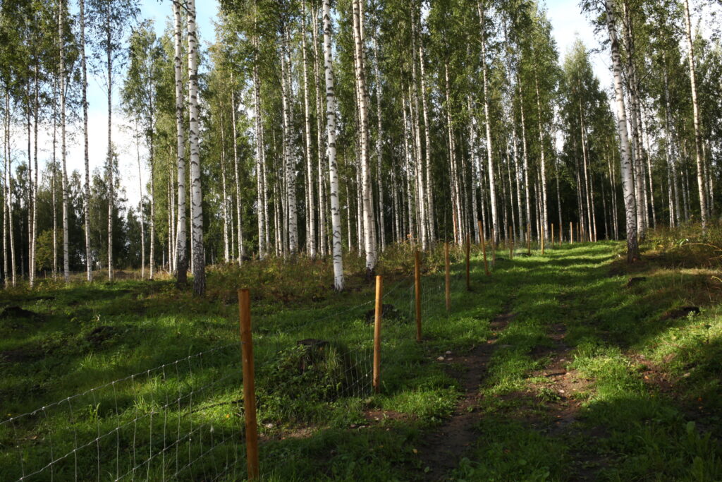 Kesäisessä kuvassa lehdessä oleva koivikko, jonka reunassa kulkee lammasaita, toisella puolella ajoväylä