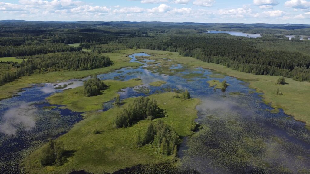 Ilmakuva vesistöstä, jonka keskellä saari muodostelmia, joissa kasvaa muutama puu. Veden pinnalla runsaasti kelluslehtisten vesikasvien kasvustoa ja rannoilla paljon järviruokoa. Taka-alalla metsää ja kauempana toinen vesistö.