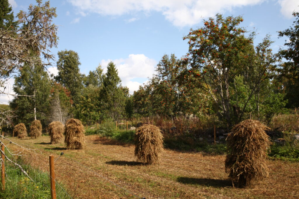 Syysväreissä oleva kuva, etualalla näkyy aitatolppia, keskellä kuvaa peltokaistale jossa heinäseipäille nostettua kauraa, takana taas laidunaluetta.