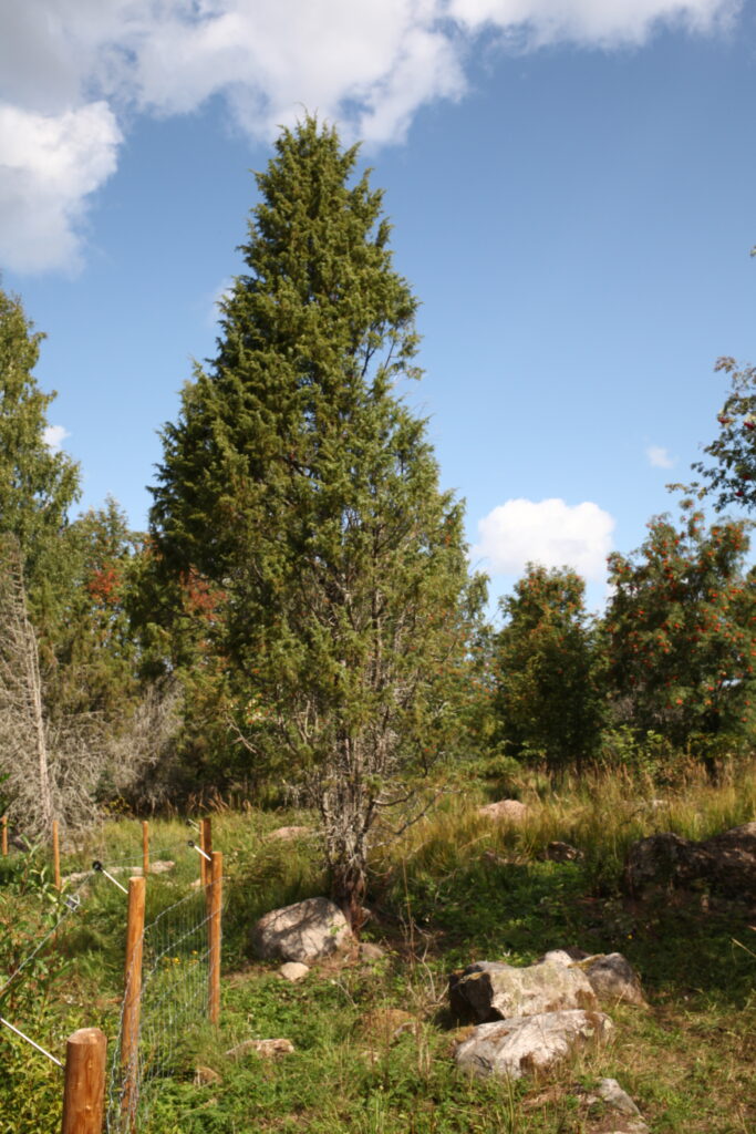 Kuvassa suuri kataja ja taka-alalla pihlajia, kuva otettu syyskesällä