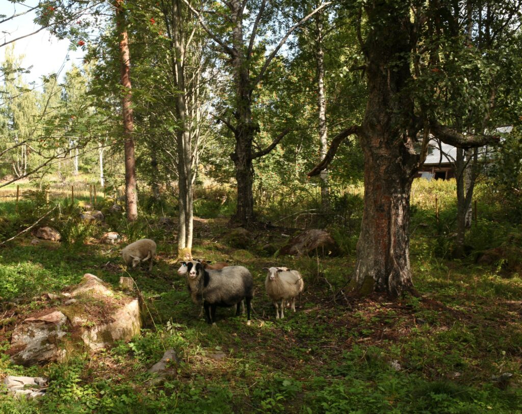 Kuvassa 6 alueella laiduntavaa lammasta varjoisessa maisemassa. Lampaat seisovat ryhmässä kuvan keskellä, niiden vieressä on suuri maisemapuu koivu