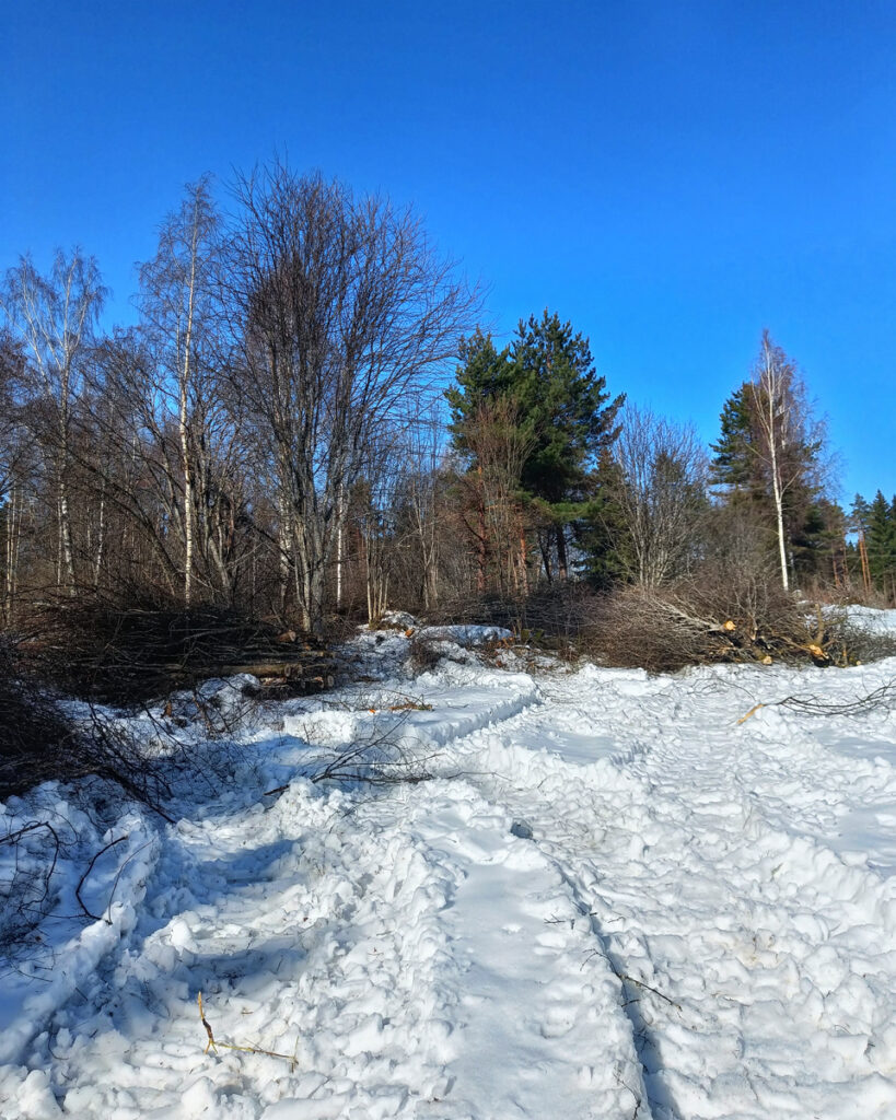 Kuvassa talviaikaan raivattua puustoa, useampi risukasa sekä koneen jälkiä etualalla